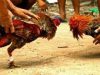 Perjudian Sabung Ayam Di Gedangan Malang Bebas Beroperasi