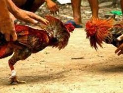 Perjudian Sabung Ayam Di Gedangan Malang Bebas Beroperasi