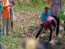 Panen Jagung Di Sawah Lelaki Asal Lamongan Tewas