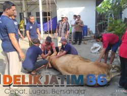 Bank BRI Branch Office Lamongan Melaksanakan Pemotongan Hewan Kurban Sebanyak 2 Ekor Sapi dan 6 Ekor Kambing