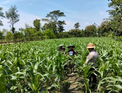 Monitoring Ketahanan Pangan Asta Cita di Desa Puncakwangi Kecamatan Babat