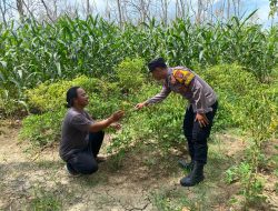 Anggota Polsek Laren Patroli Ketahanan Pangan dengan Cek Langsung ke Lahan Petani Jagung