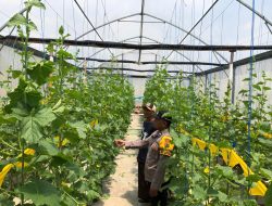Polsek Sekaran Dukung Program Asta Cita Ketahanan Pangan Nasional Melalui Pemantauan Lahan Pertanian Melon