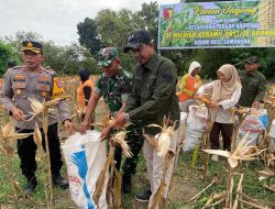 Anggota Koramil 0812/18 Brondong Bersama Muspika dan Perhutani Laksanakan panen Jagung di Lahan Demplot
