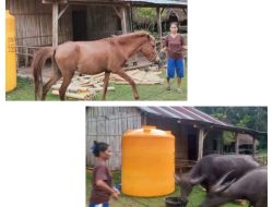 Pencurian Ternak di Sumba Barat Daya: Peternak Kehilangan Dua Kerbau dan Seekor Kuda, Kerugian Mencapai Rp 80 Juta
