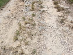 Pembangunan Jalan Terabaikan|| Warga Dusun Miru Merasa Di Anak Tirikan