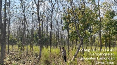 Polsek Laren “Sisir” Hutan, Pastikan Tak Ada Titik Api Karhutla