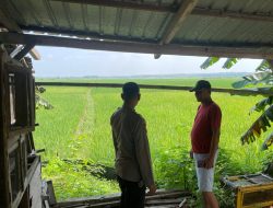 “Tikus Minggat, Petani Selamat”: Polsek Laren Edukasi Bahaya Jebakan Listrik di Sawah
