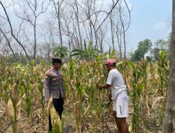 Polsek Laren Beraksi: Dampingi Petani, Sukseskan P2B untuk Lamongan yang Lebih Sehat