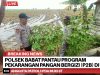 Polsek Babat Pantau Program Pekarangan Pangan Bergizi (P2B) di Desa Kebalanpelang, Dukung Ketahanan Pangan